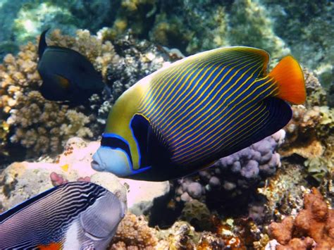 Saltwater Angelfish: A Complete Care Guide