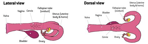 Cow Female Reproductive System Diagram Female Cow Reproducti