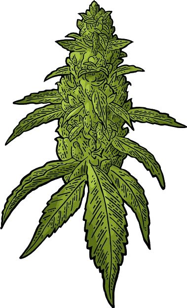 weed blunt clipart transparent 10 free Cliparts | Download images on ...