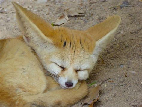 A Fennec Fox sleeping stock image. Image of asian, ears - 54459397