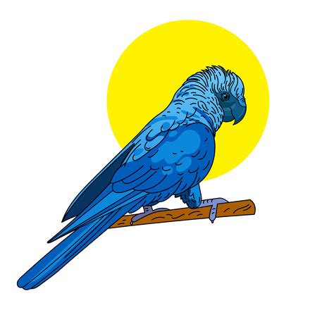 Spix's Macaw color vector illustration isolated on white background 22123697 Vector Art at Vecteezy