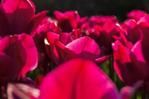 Premium Photo | Pink tulips garden