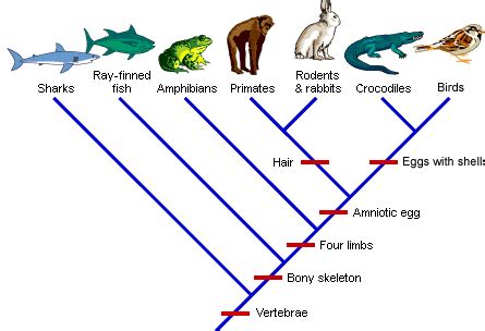 Evolution: Synapomorphies & Cladogram | SchoolWorkHelper