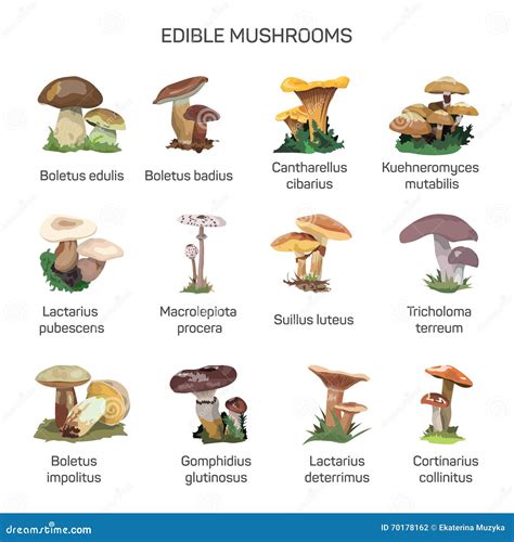 Edible Mushrooms Vector Set of Icons Isolated on White Background. Stock Vector - Illustration ...