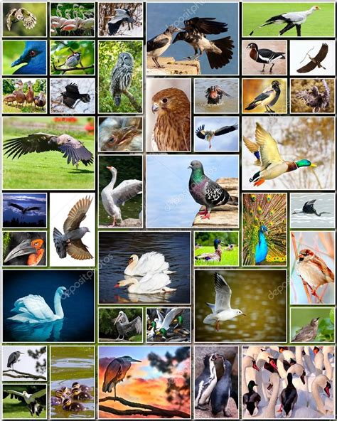 collage de aves — Foto de stock © DarioStudios #42980745