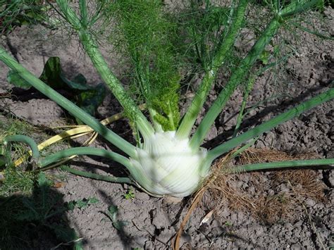 Growing Fennel: The Complete Guide to Plant, Care, and Harvest Fennel