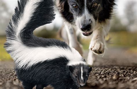 What Can Spray A Dog Besides A Skunk