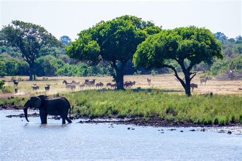 Guide to Game Driving in Kruger National Park, South Africa