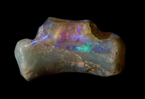 Lightning Ridge: opalised fossils - Australian Geographic