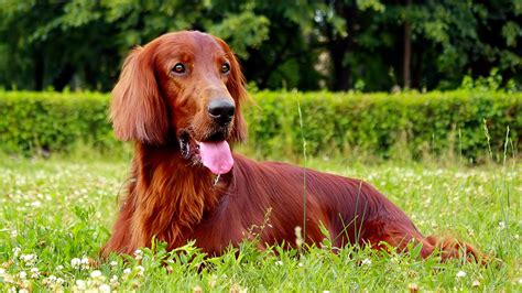 Best Large Dog Breeds – Which Are the Top Family Pets?