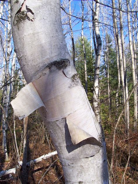 Betula papyrifera (Canoe Birch, Kenai Birch, Mountain Paper Birch ...