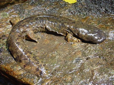 Hellbender Salamander Facts, Size, Habitat, Diet, Pictures