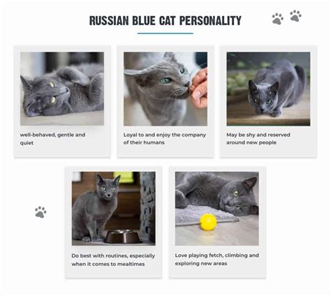 7+ Facts About Russian Blue Cats [Personality, History, Health & More]