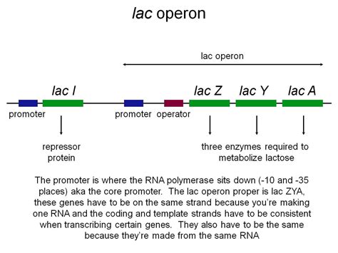 Lac Operon : Regulation of Gene Expression in Prokaryotes