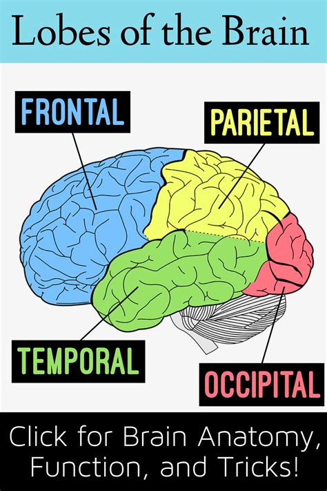 Lobes of the brain cerebral cortex anatomy function labeled diagram ...