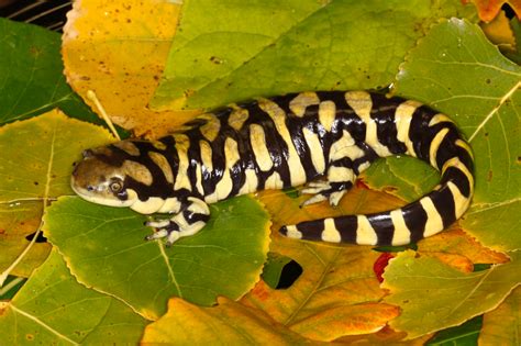 Western Tiger Salamander - Great Plains Nature Center