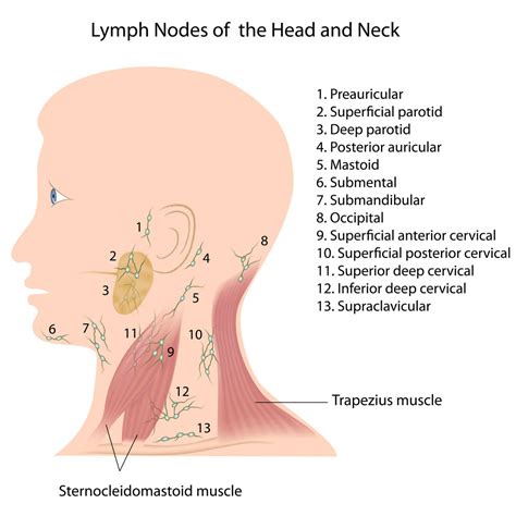 lymp-nodes-neck - Fort Worth ENT & Sinus