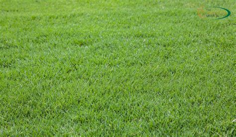 Types Of Bermuda Grass - Which Varieties Are Ideal For Your Lawn? - The ...