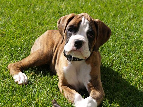 Cute Dogs: Brindle boxer puppies