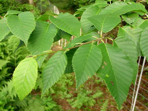 Genus: Betula (birch): Go Botany