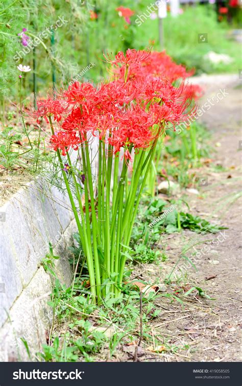 Lycoris Radiata Stock Photo 419058505 | Shutterstock