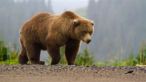 Brown Bears - Lake Clark National Park & Preserve (U.S. National Park ...