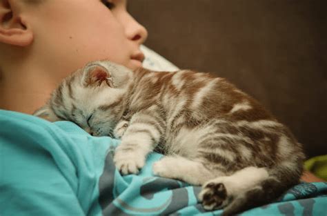 Why Do Cats Like Sleeping with Their Owners? | Pawsome Kitty