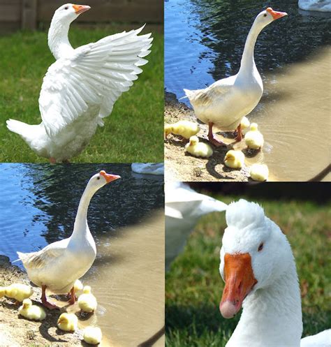 Goose Breeds: List Of Some Popular Breeds