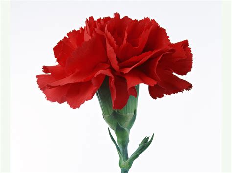 I’ll take the red carnation, thank you | Diane Rivers