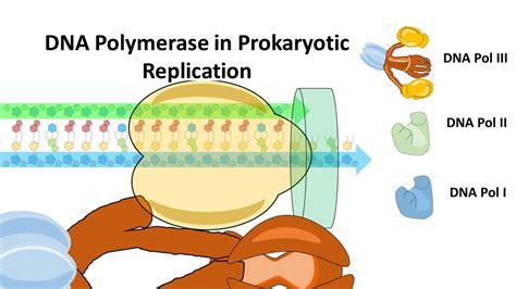 Dna Polymerase 1 Vs 3