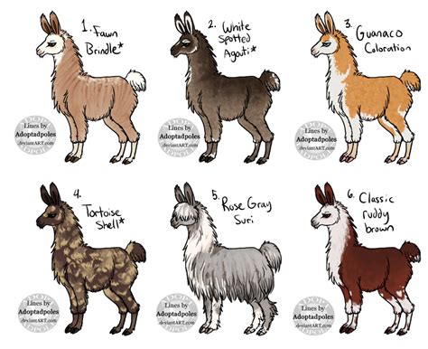 Are there different breeds of llama? - Rankiing Wiki : Facts, Films, Séries, Animes Streaming ...