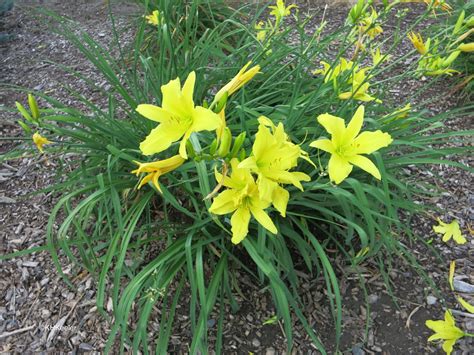 A Wandering Botanist: Plant Story--Daylilies, From Asia, Beautiful and Not Lilies