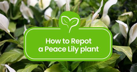 Repotting 101: How to repot a Peace Lily plant - Plant Propagation