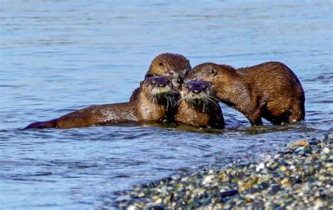 A Professor’s Passion: Studying Otter Behavior