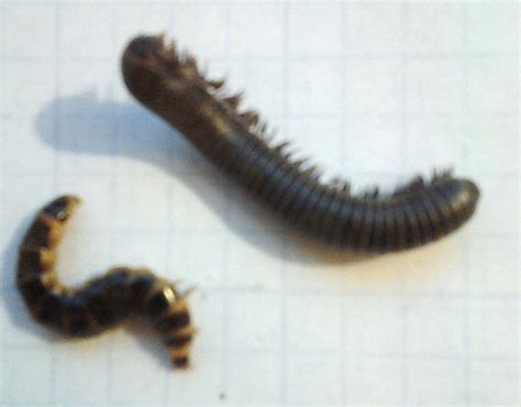 7 Millipede Predators: What Eats Millipedes? - What's That Bug?