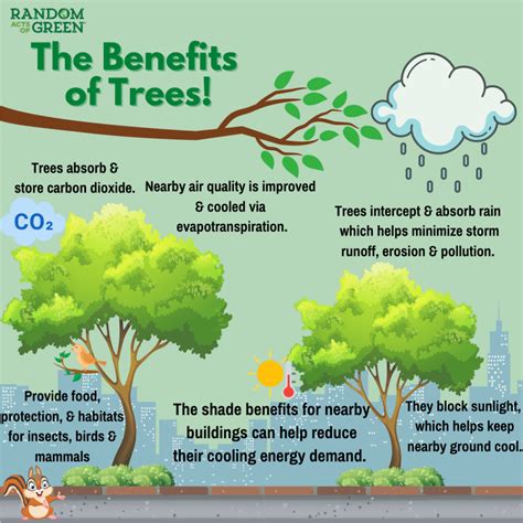 12 Benefits of Trees For People, Places & Planet