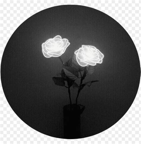 Aesthetic Black Rose Wallpaper Tumblr