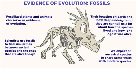 Fossils (Evidence of Evolution) — Overview & Examples - Expii