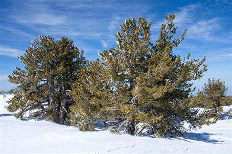 Limber Pine | Los Padres ForestWatch