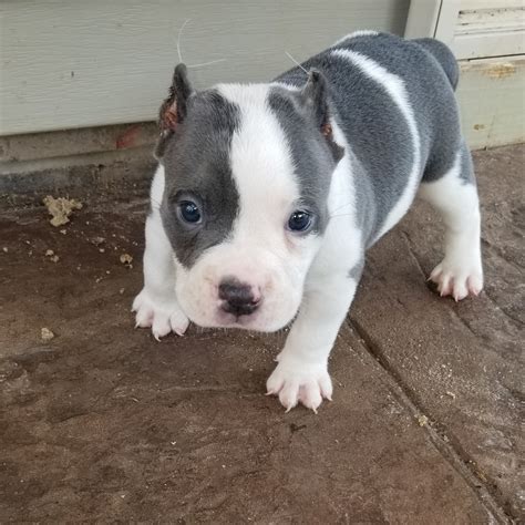 American Bully Puppies For Sale | Raleigh, NC #282544