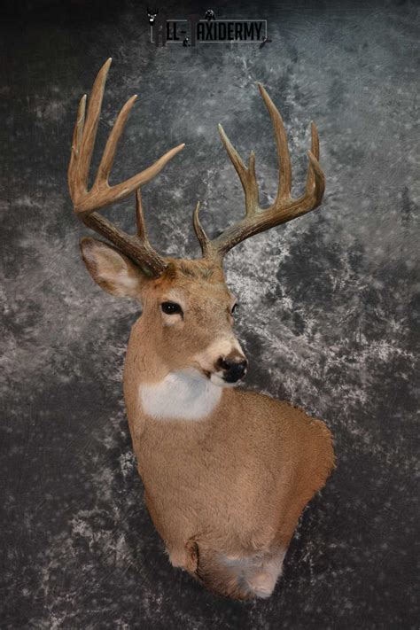 Whitetail Deer Shoulder Mount SKU 1546 | All Taxidermy