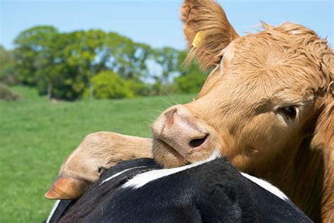 Cow Hug Stock Photos, Pictures & Royalty-Free Images - iStock