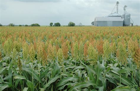 Texas crop, weather for Aug. 26, 2014 | AgriLife Today