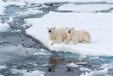 polar bear life cycle adaptations - Morton Pruett