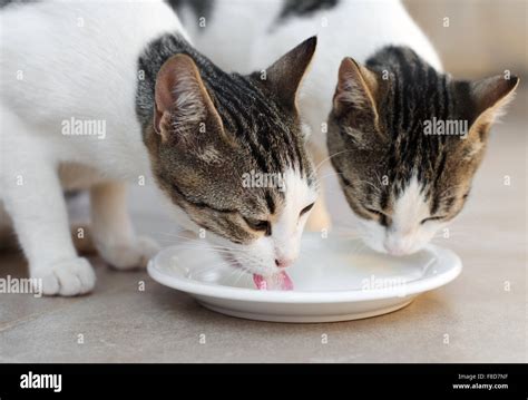 Two cats drinking milk from bowl Stock Photo - Alamy