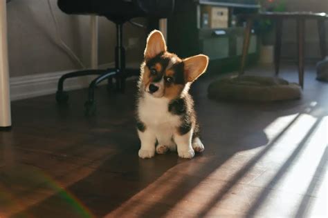 Border Collie Corgi Mix. Is It A Good Dog?