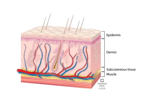 Skin: Layers, Structure and Function