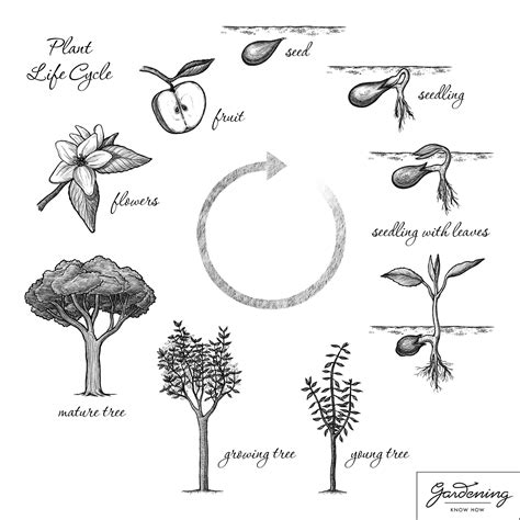 [DIAGRAM] Life Cycle Of A Flowering Plant Diagram - MYDIAGRAM.ONLINE