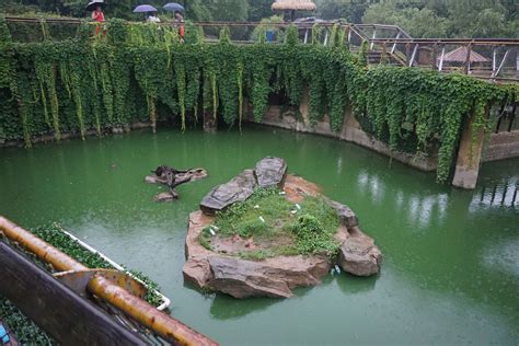 Crocodile habitat – Artofit