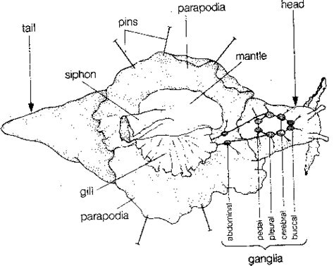 Line drawing of Aplysia with open mantle exposing siphon